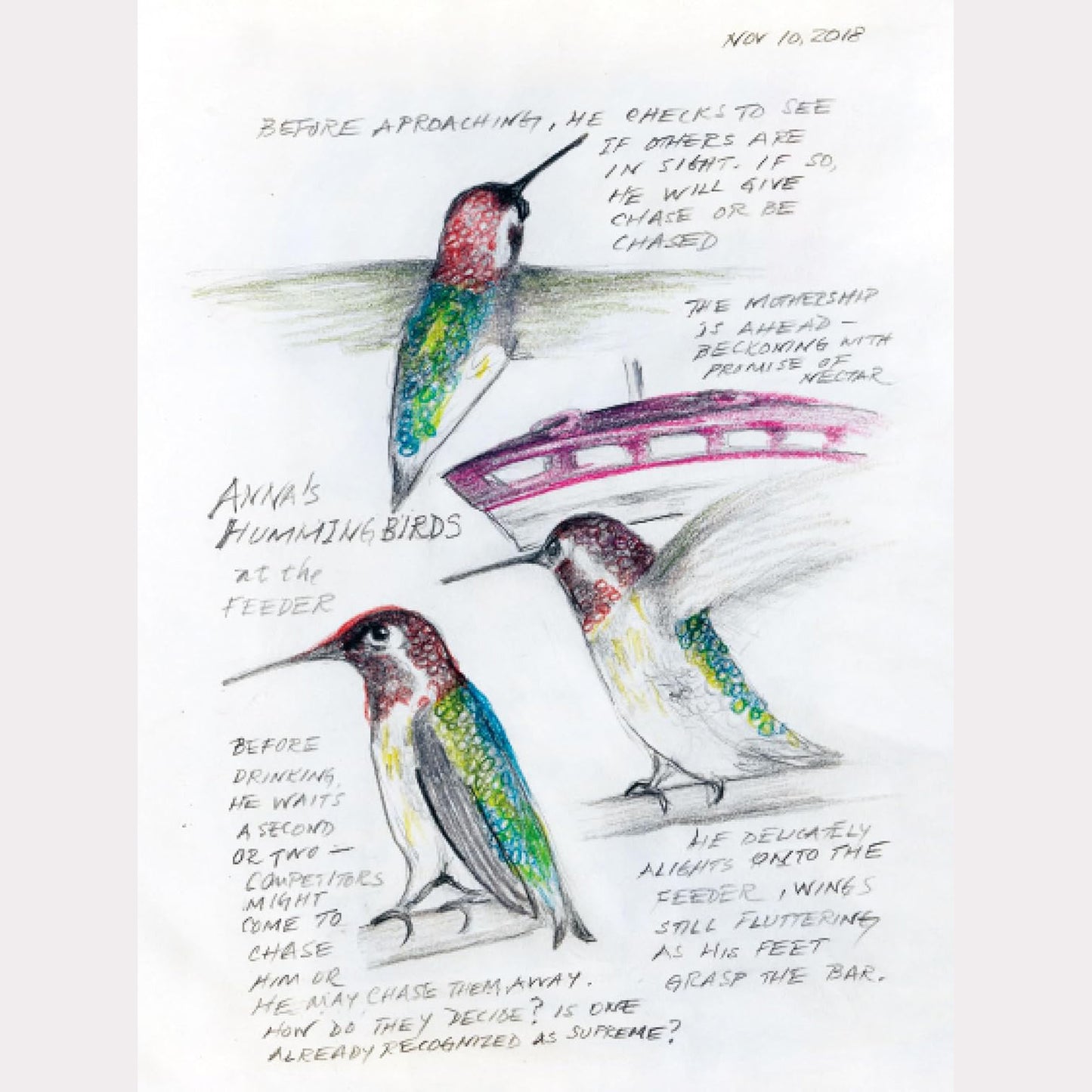 The Backyard Bird Chronicles