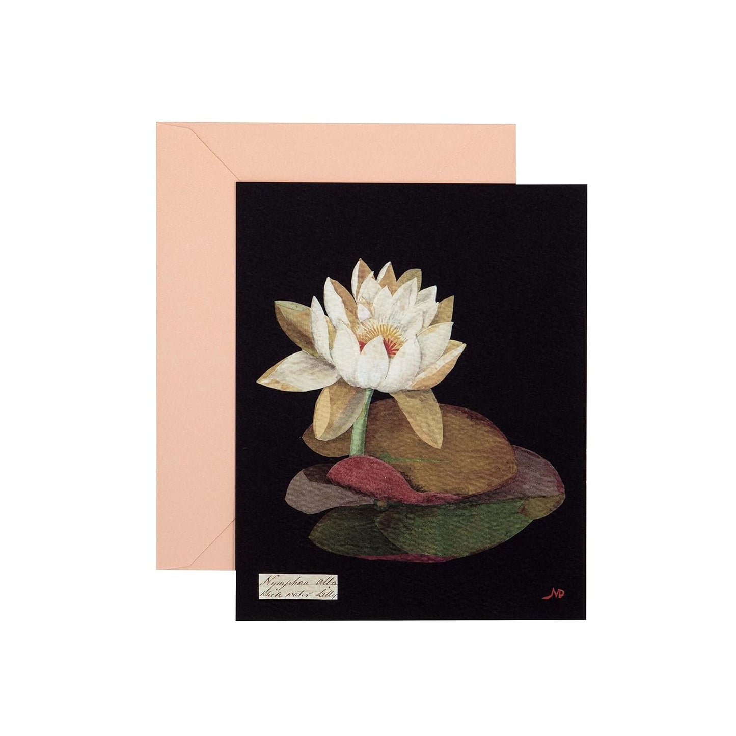 Paper Flowers Cards: The Art of Mary Delany – 12 Flat Cards + Envelopes (Boxed Set)