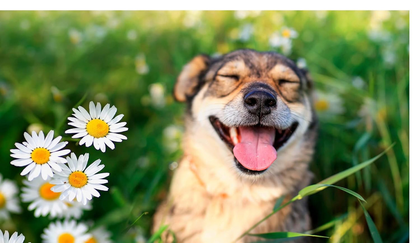 This Book is Literally Just Pictures of Cute Dogs That Will Bring You Joy