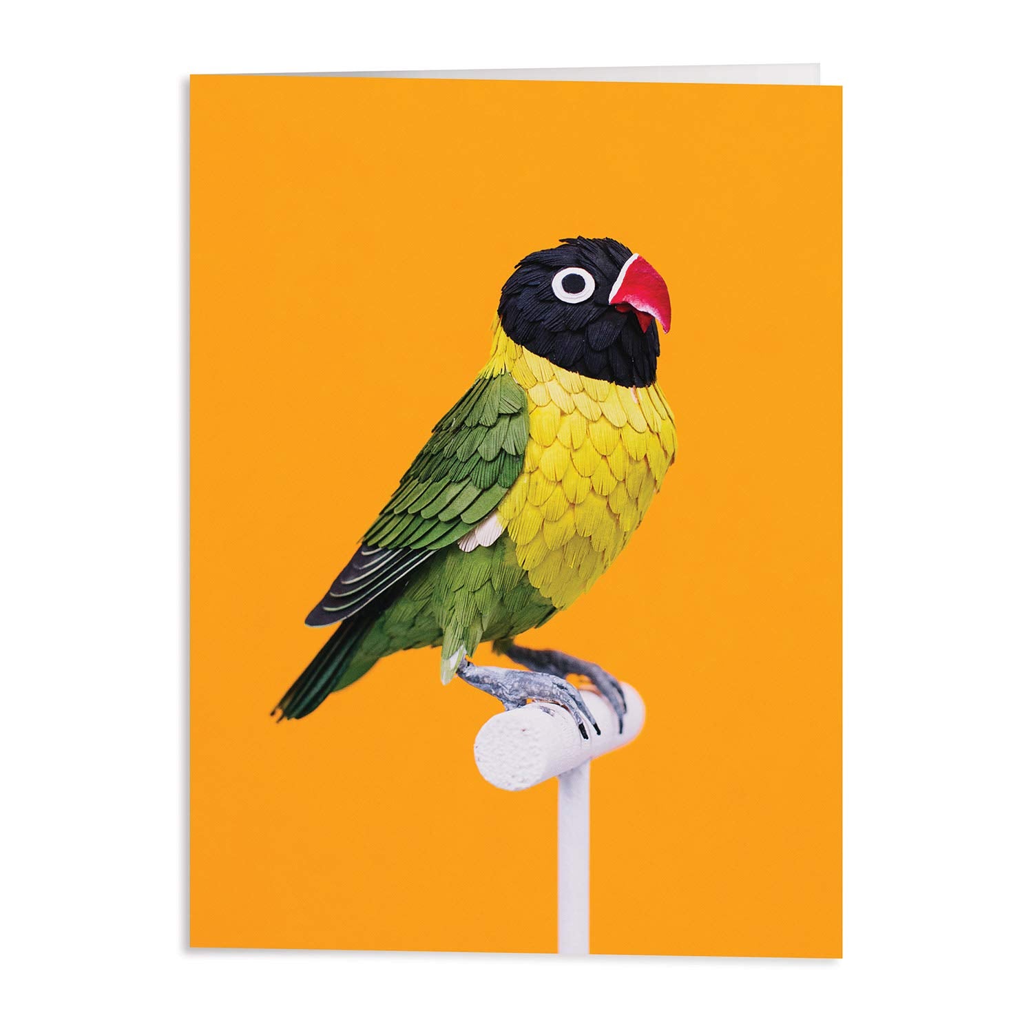 Birds of the World Greeting Card Assortment: 16 Notecards + Envelopes (Boxed Set)