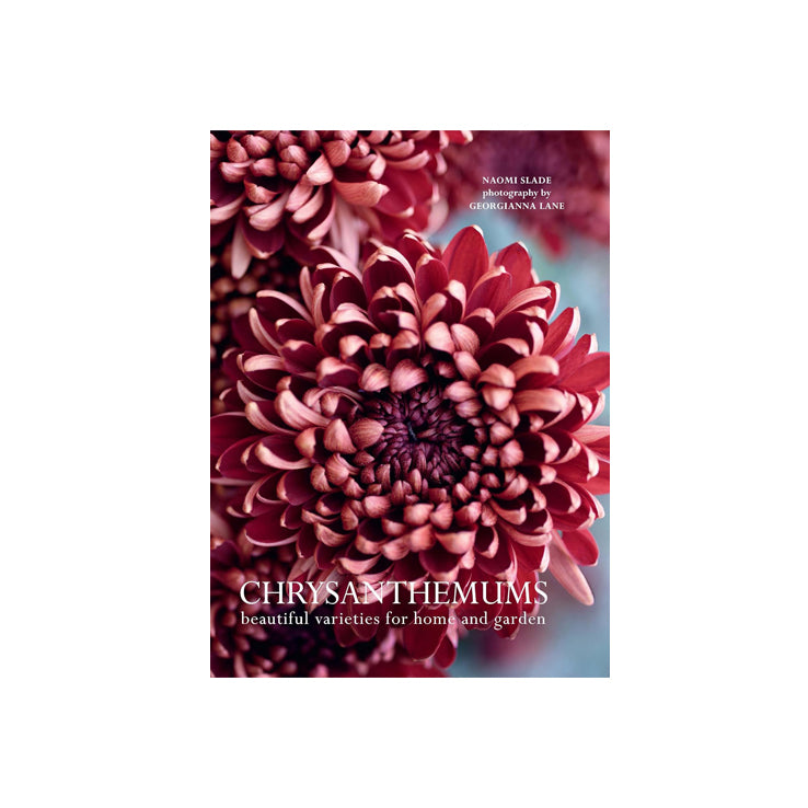 Chrysanthemums: Beautiful Varieties for Home and Garden