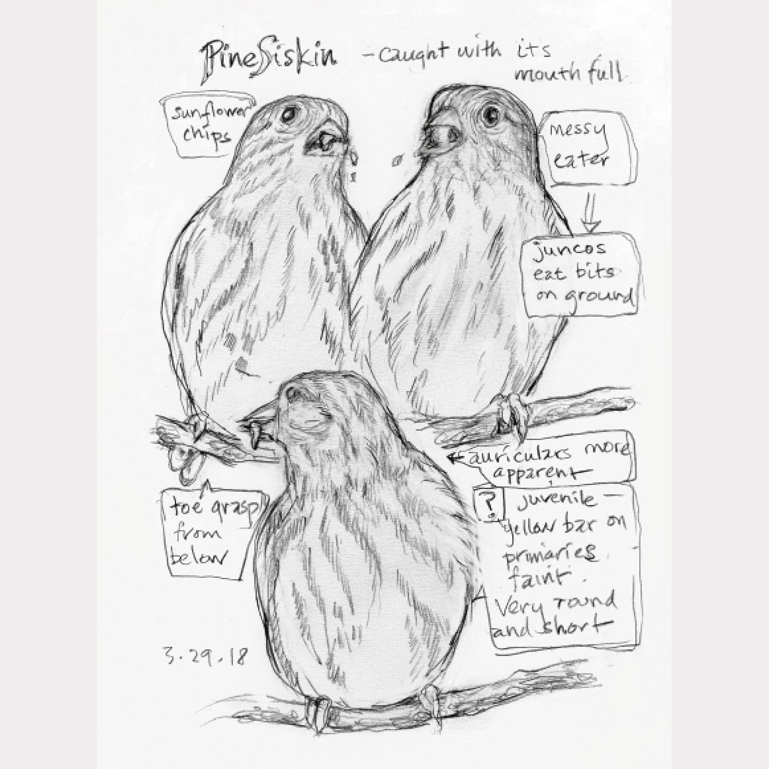 The Backyard Bird Chronicles