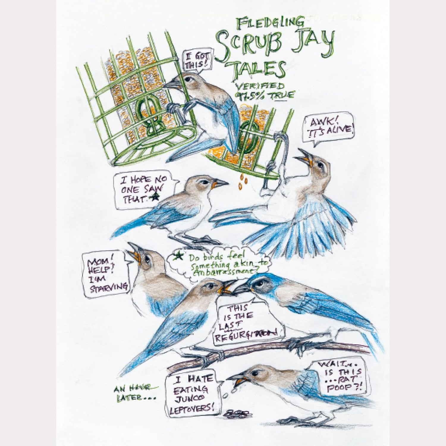 The Backyard Bird Chronicles