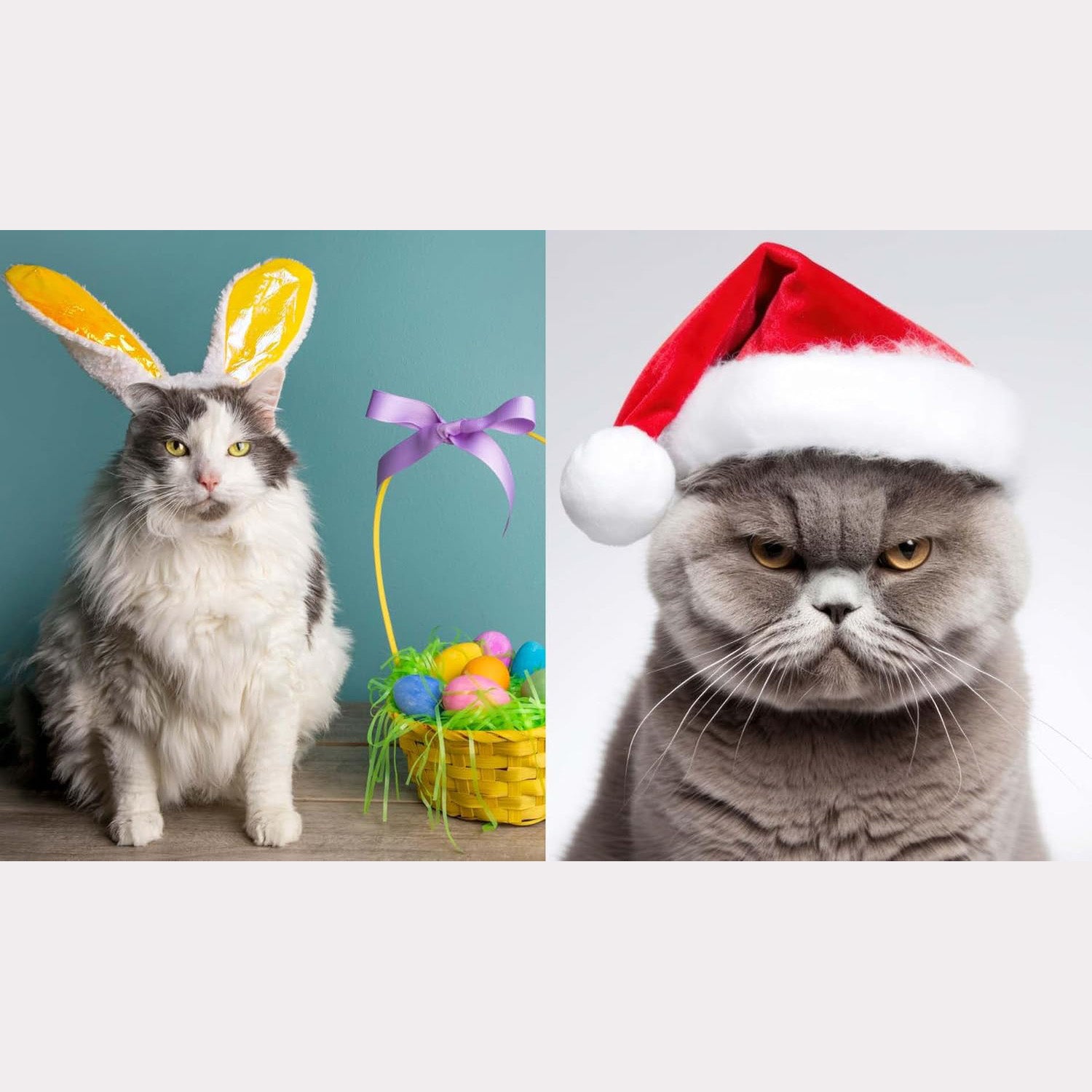 This Book is Literally Just Pictures of Cute Cats Who Are Plotting to Kill You