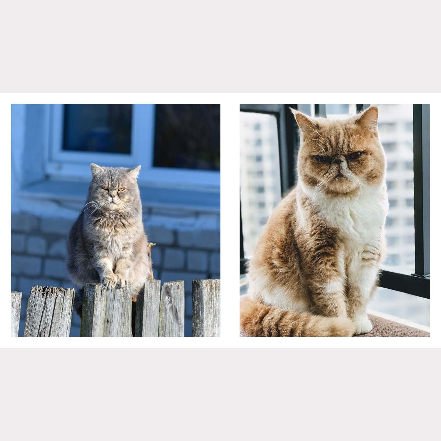 This Book is Literally Just Pictures of Cute Cats Who Are Plotting to Kill You