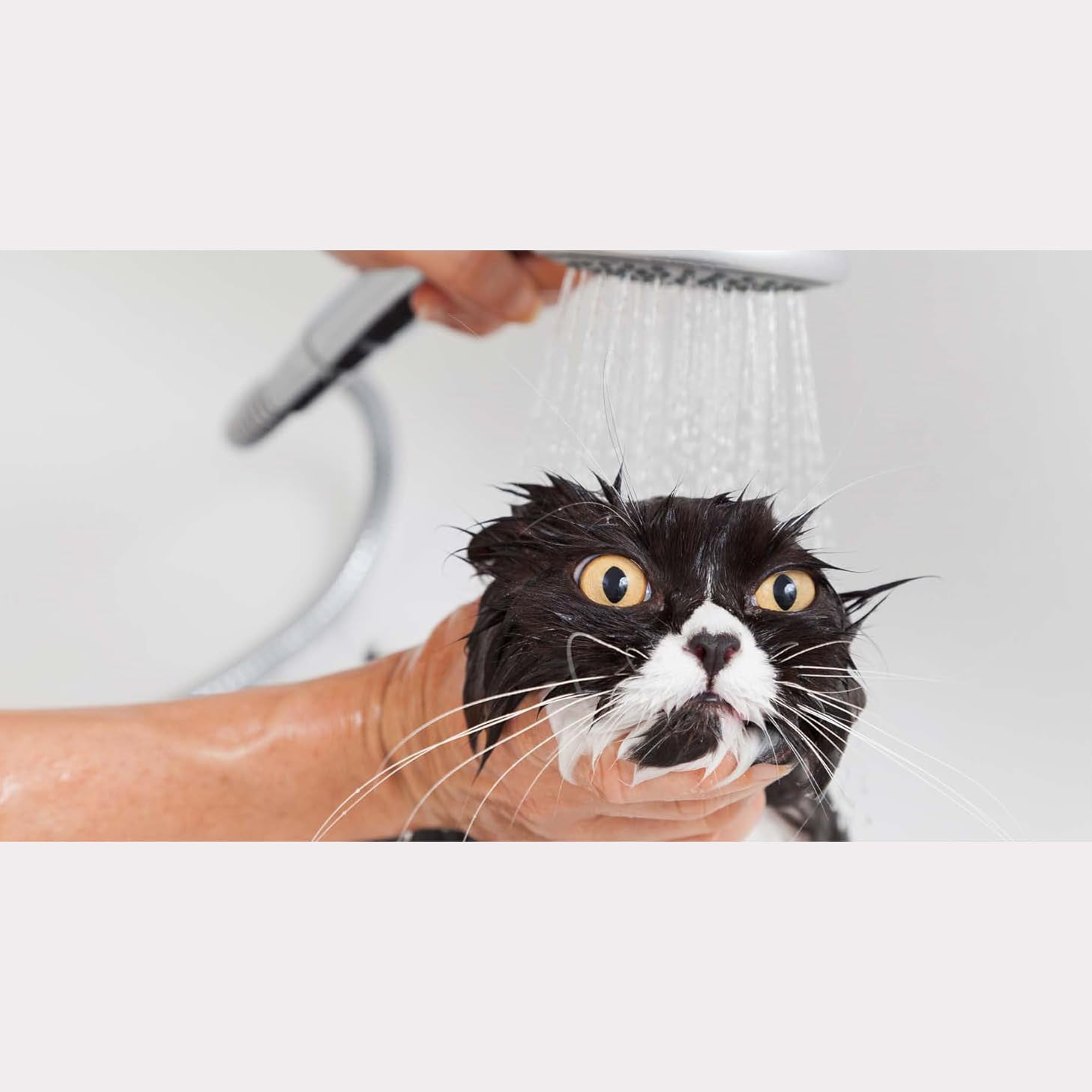 This Book is Literally Just Pictures of Cute Cats Who Are Plotting to Kill You