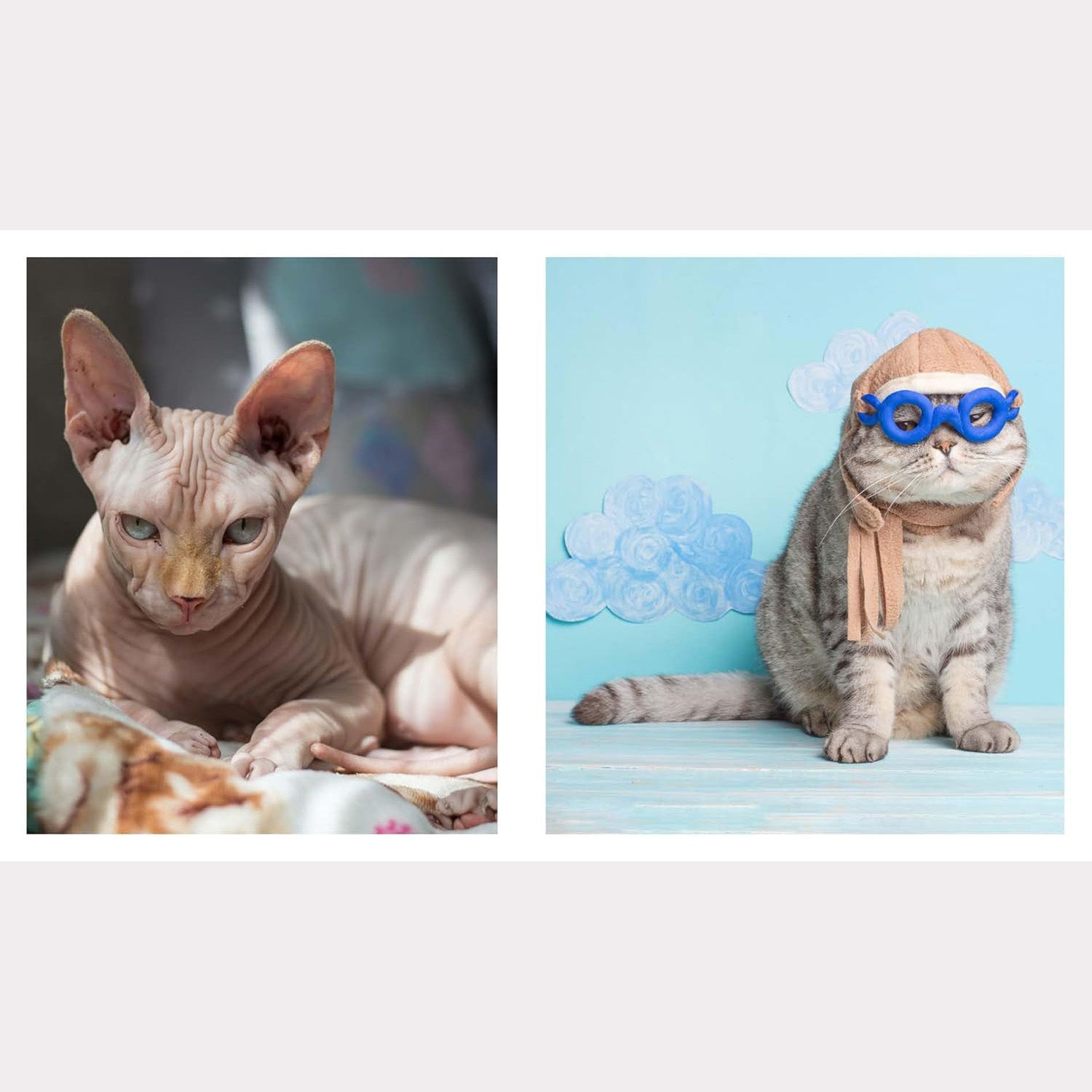 This Book is Literally Just Pictures of Cute Cats Who Are Plotting to Kill You