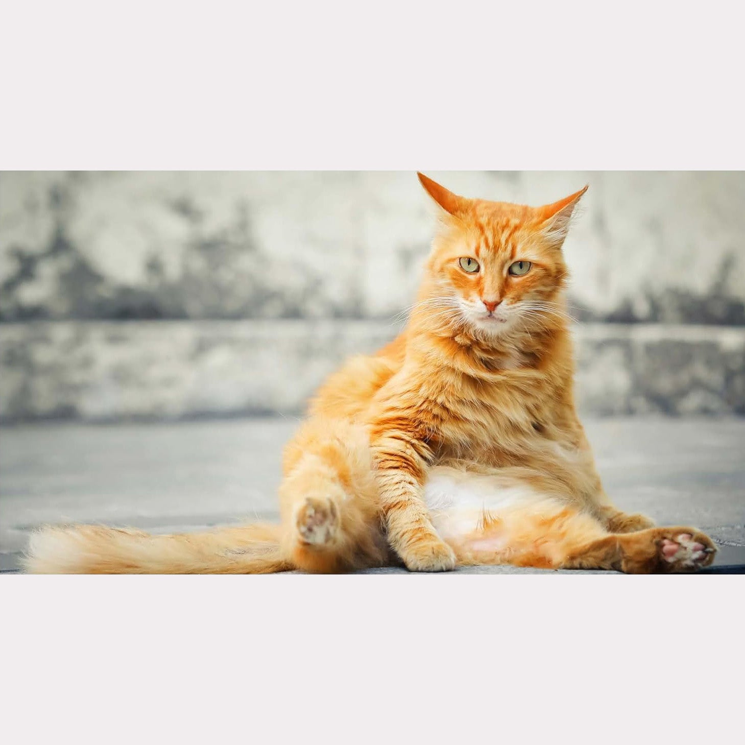 This Book is Literally Just Pictures of Cute Cats Who Are Plotting to Kill You