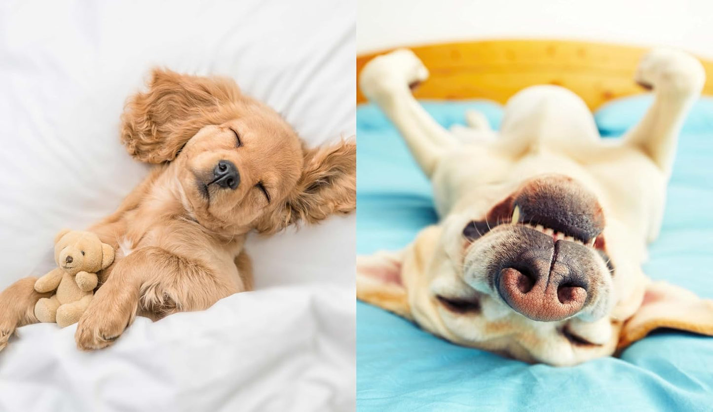 This Book is Literally Just Pictures of Cute Dogs That Will Bring You Joy