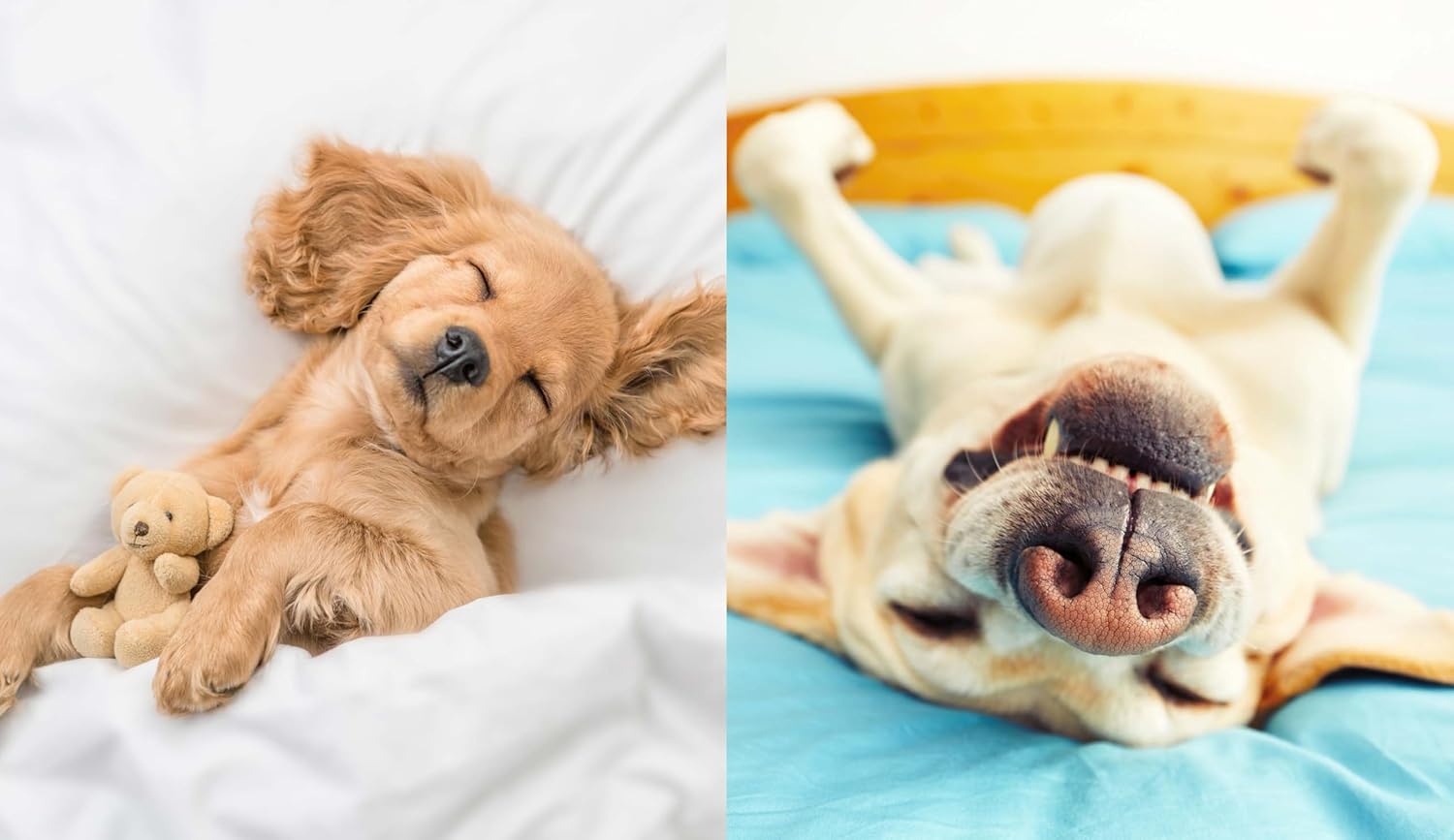 This Book is Literally Just Pictures of Cute Dogs That Will Bring You Joy