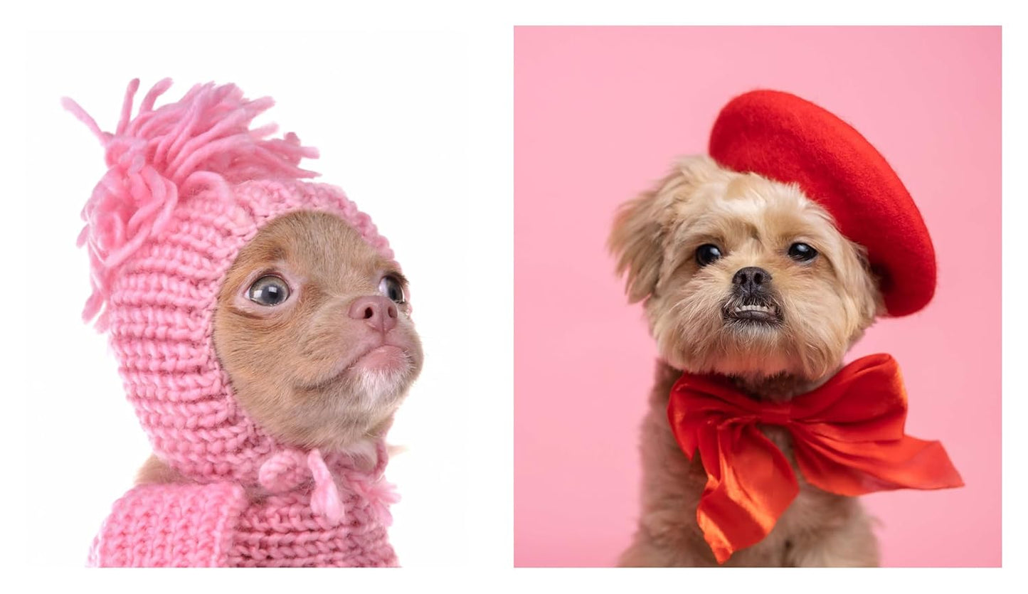 This Book is Literally Just Pictures of Cute Dogs That Will Bring You Joy