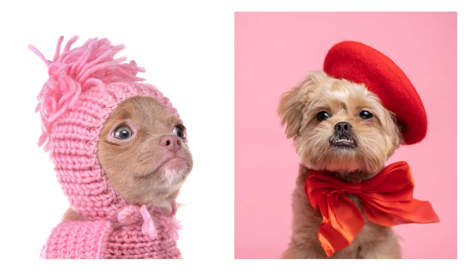 This Book is Literally Just Pictures of Cute Dogs That Will Bring You Joy