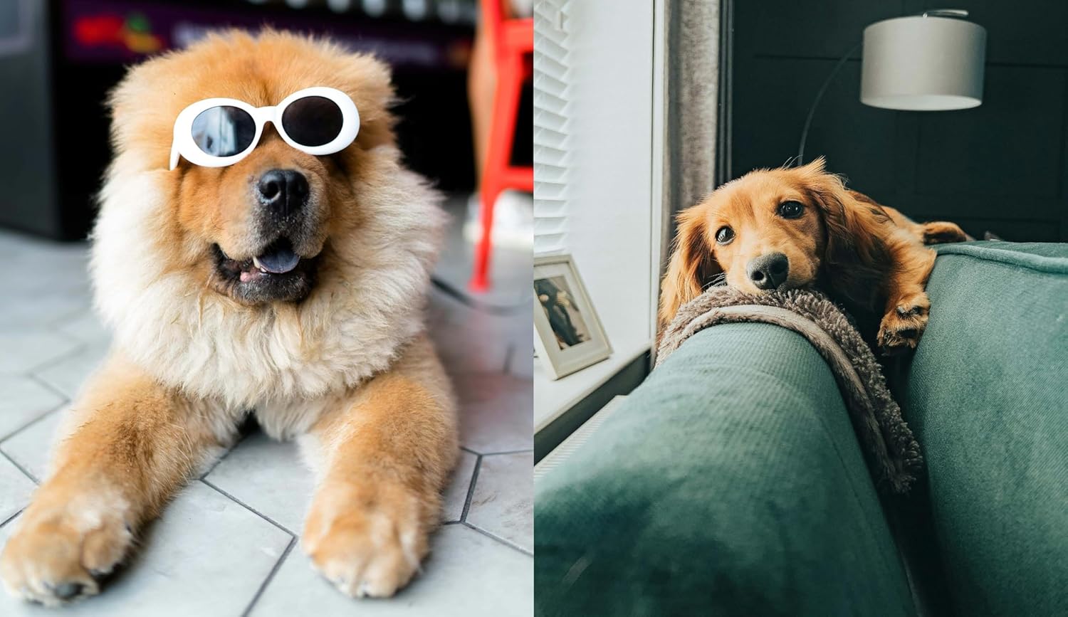 This Book is Literally Just Pictures of Cute Dogs That Will Bring You Joy