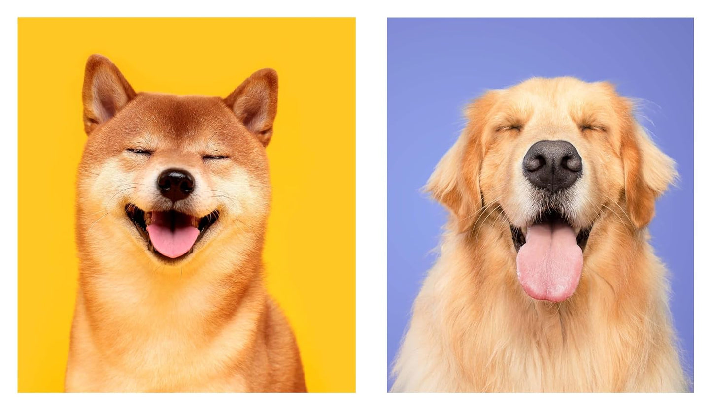 This Book is Literally Just Pictures of Cute Dogs That Will Bring You Joy