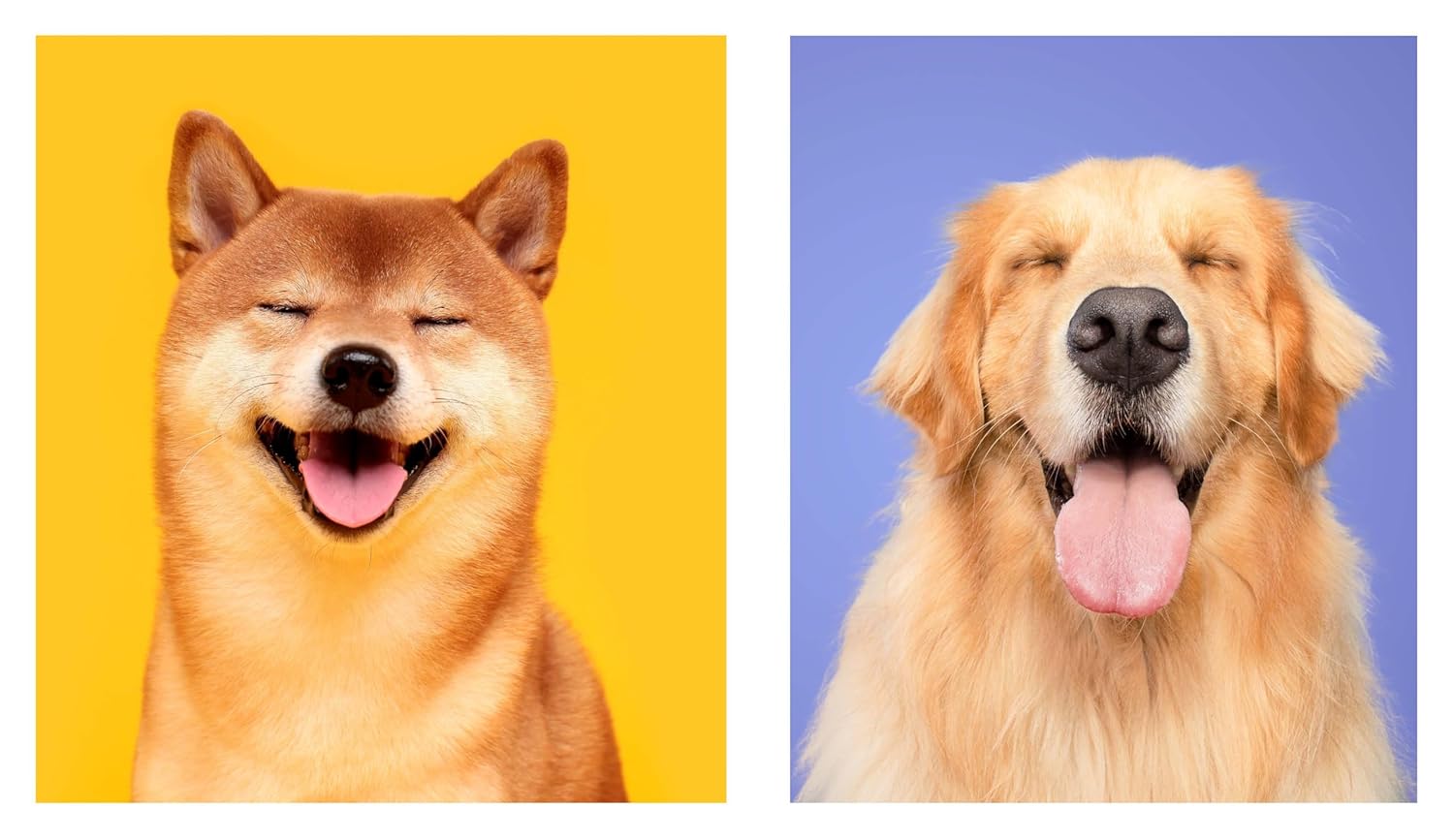This Book is Literally Just Pictures of Cute Dogs That Will Bring You Joy