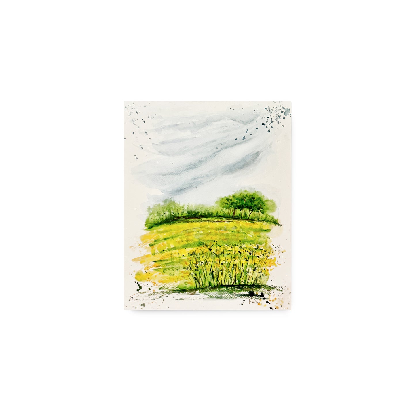 Canola Fields