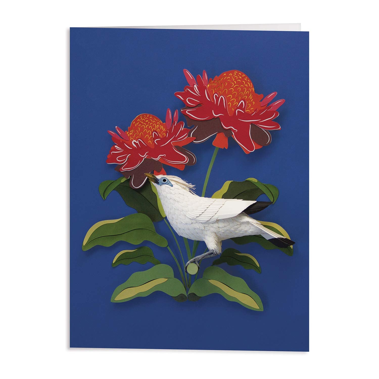 Birds of the World Greeting Card Assortment: 16 Notecards + Envelopes (Boxed Set)
