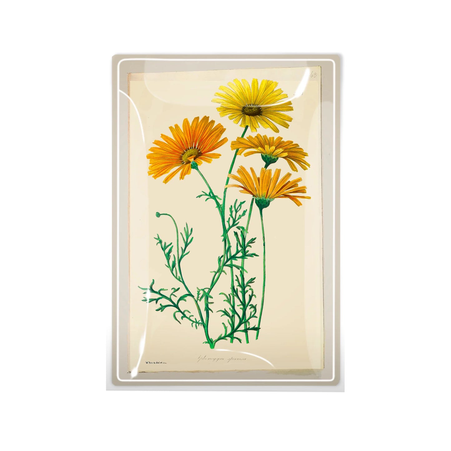 Glass Decoupage Tray - Yellow Daises Botancial